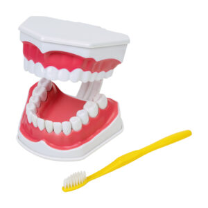 Model szczęki człowieka ze szczoteczką