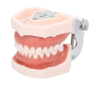 Model szczęki człowieka z odkręcanymi zębami