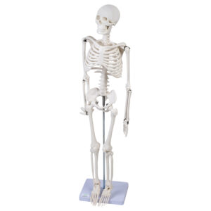Model szkieletu 85 cm- 3D