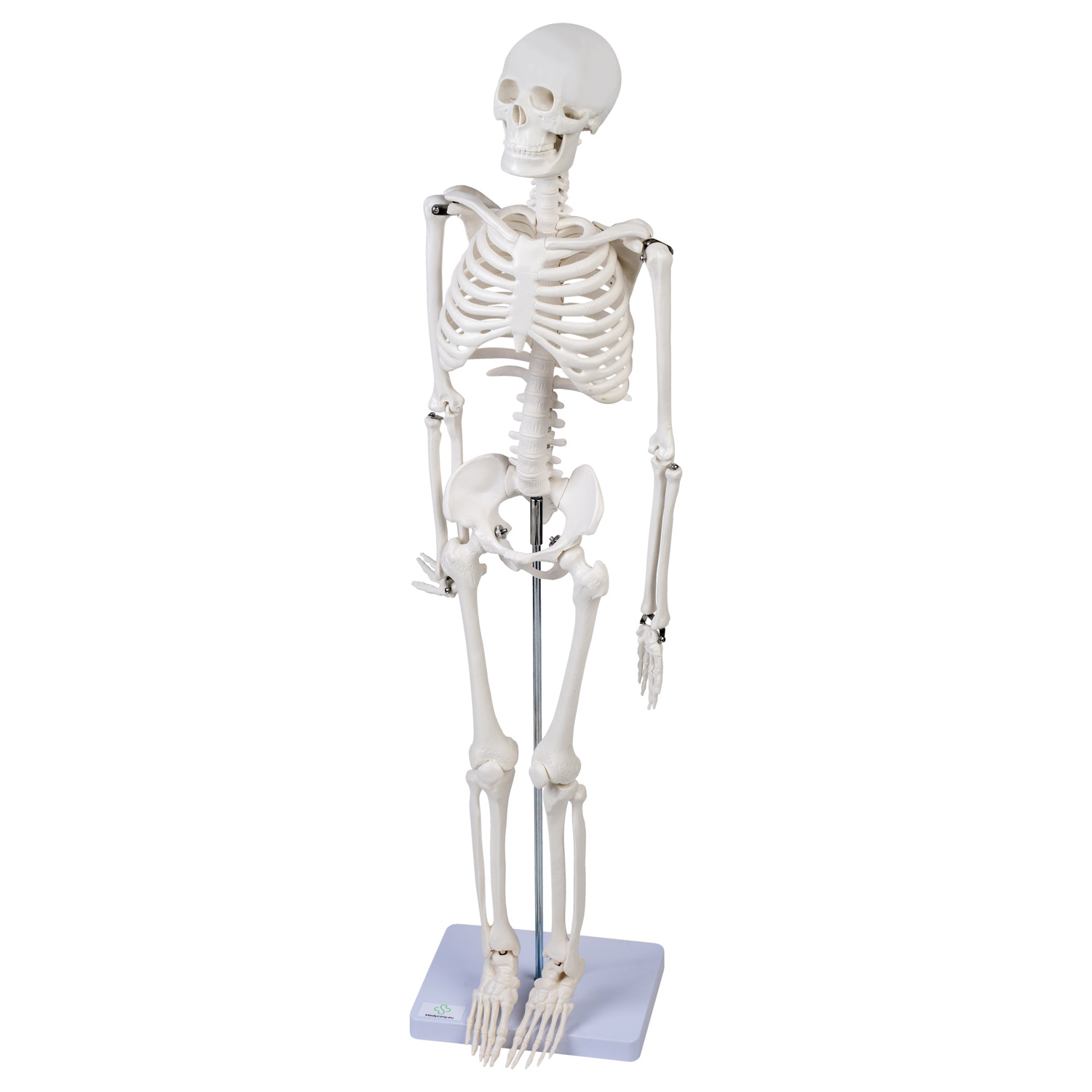 Model szkieletu 85 cm- 3D