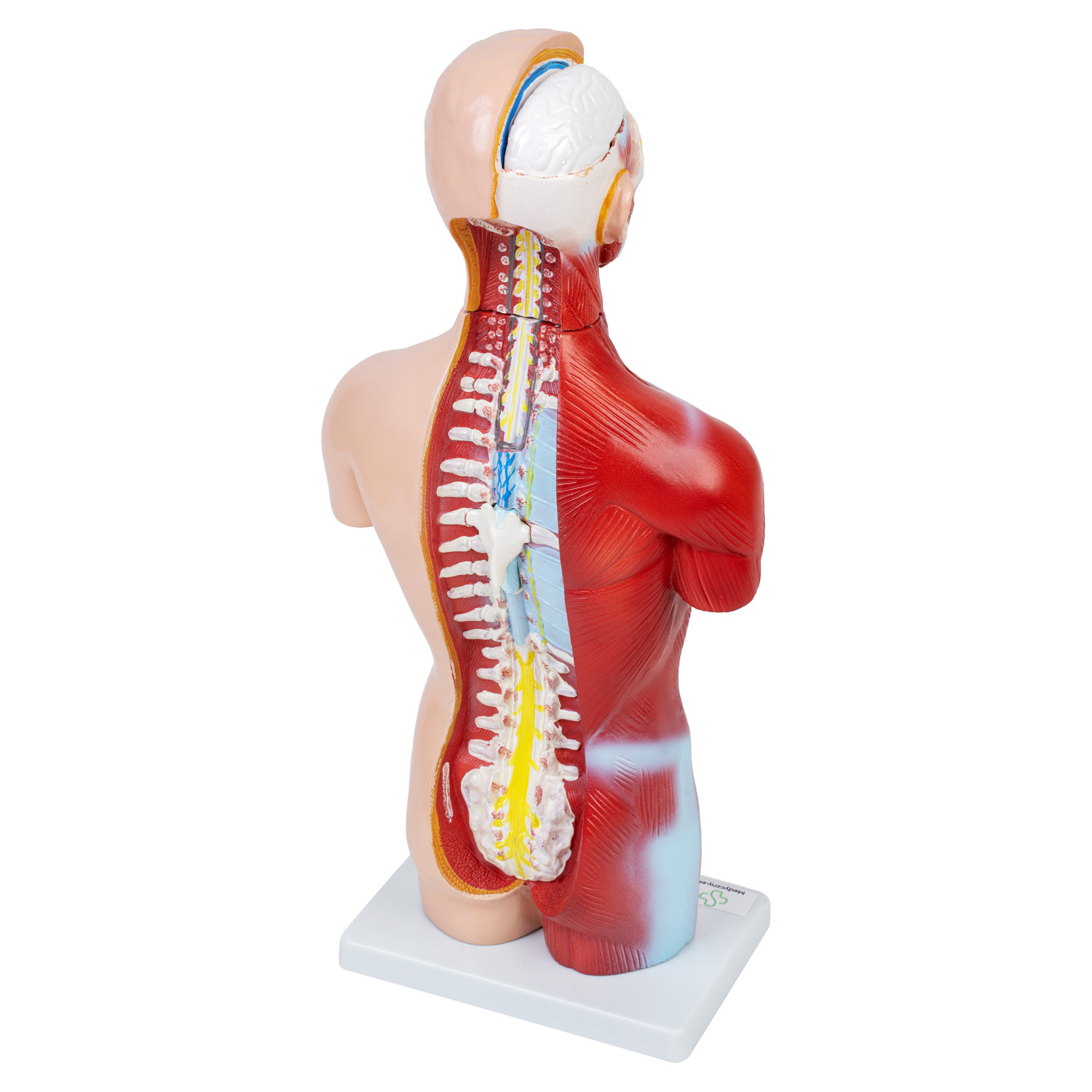 Model ciała 45 cm- 3D