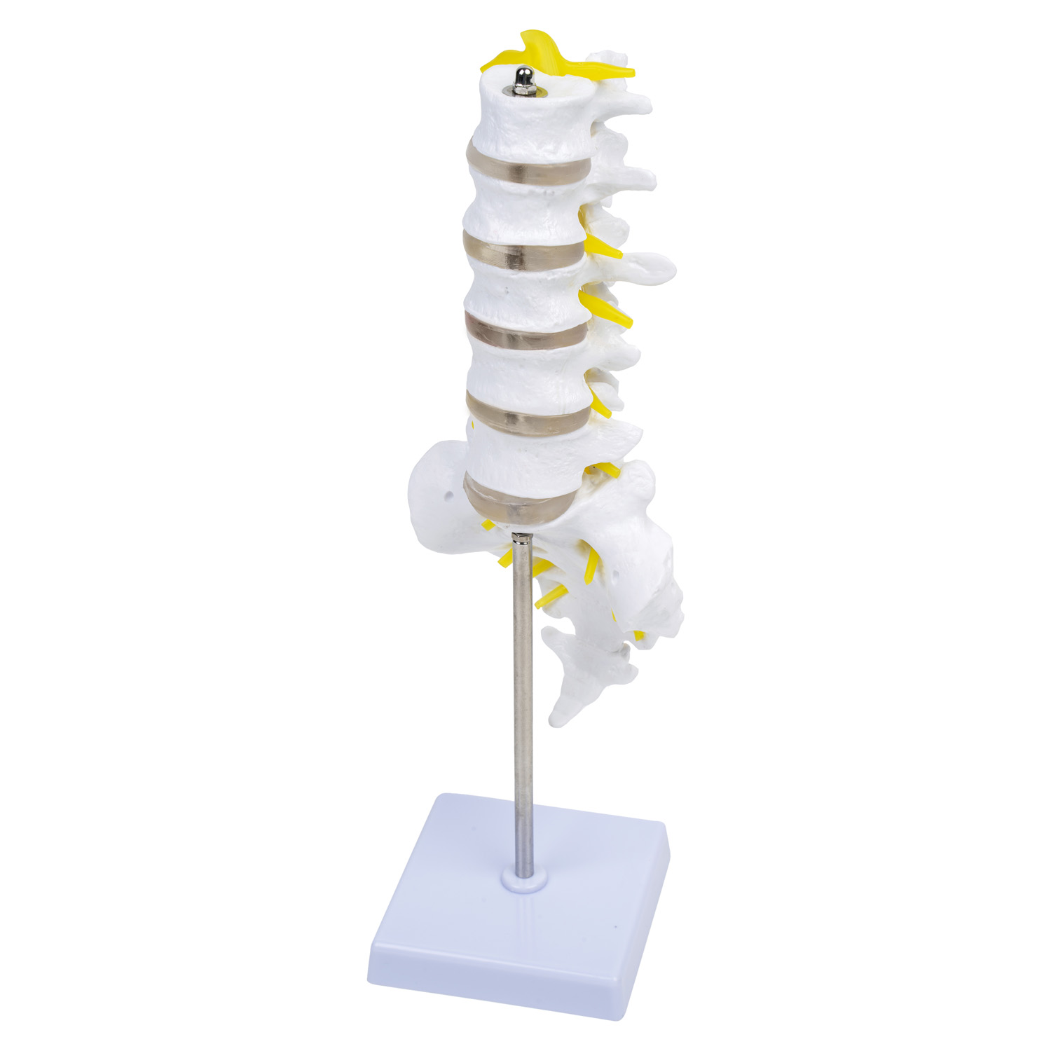 Model kręgu lędźwiowego- 3D