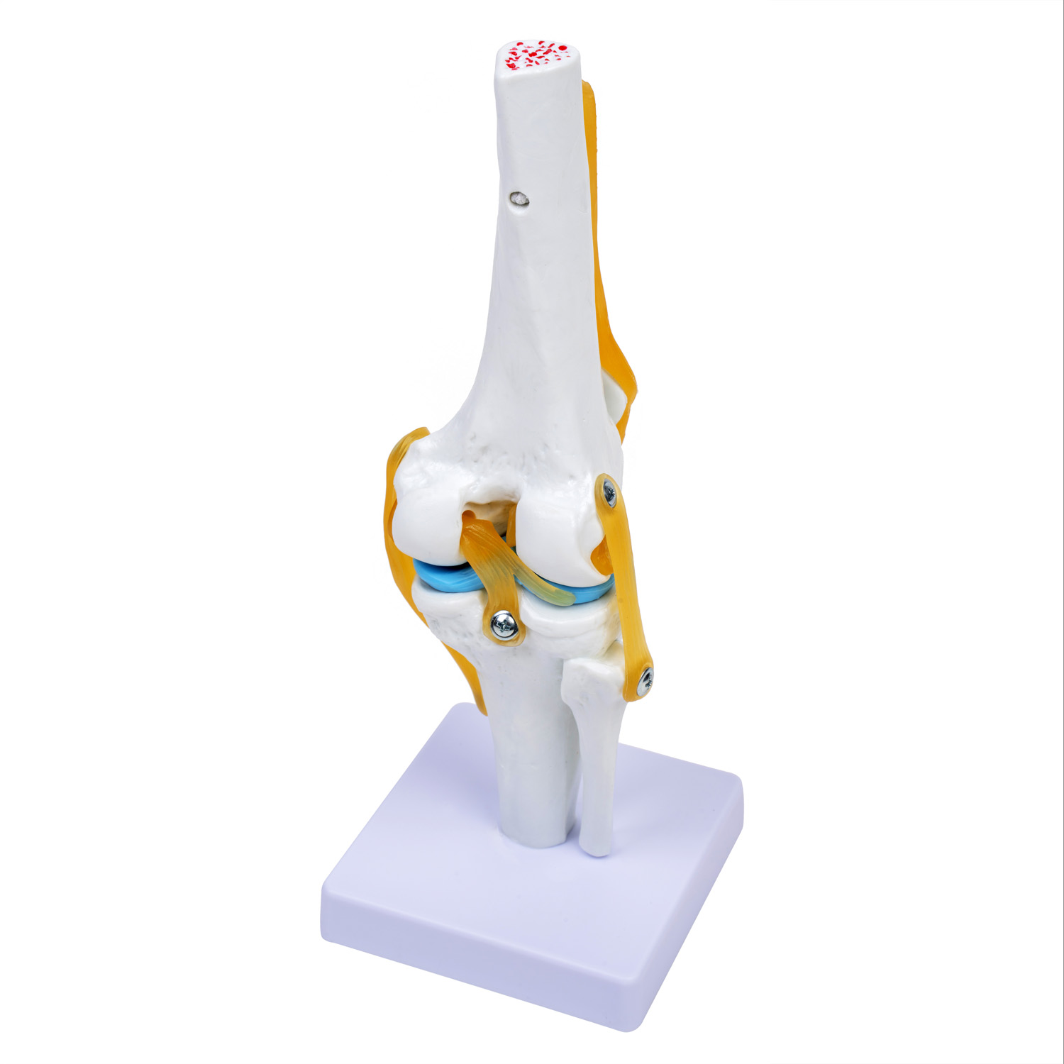 Model stawu kolanowego-3D