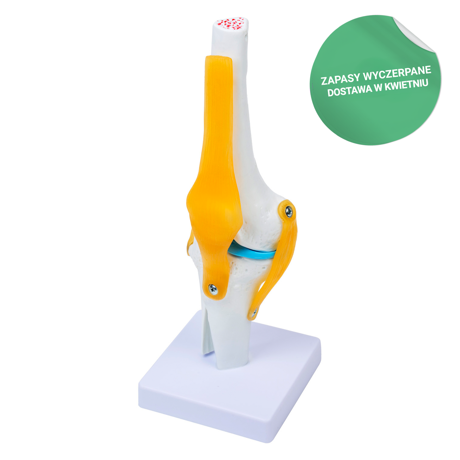 Model stawu kolanowego-3D, #1820