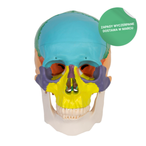 Model czaszki człowieka- 3D, #1947