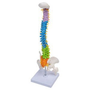 Model kręgosłupa- 3D