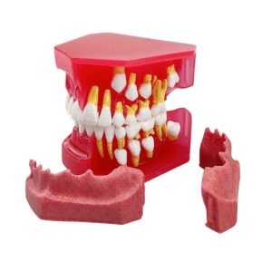 Model demonstracyjny zębów mlecznych i stałych