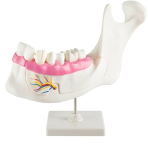 Model demonstracyjny uzębienia dolnej szczęki