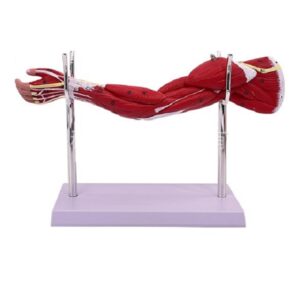 Pomniejszony model ręki- 3D