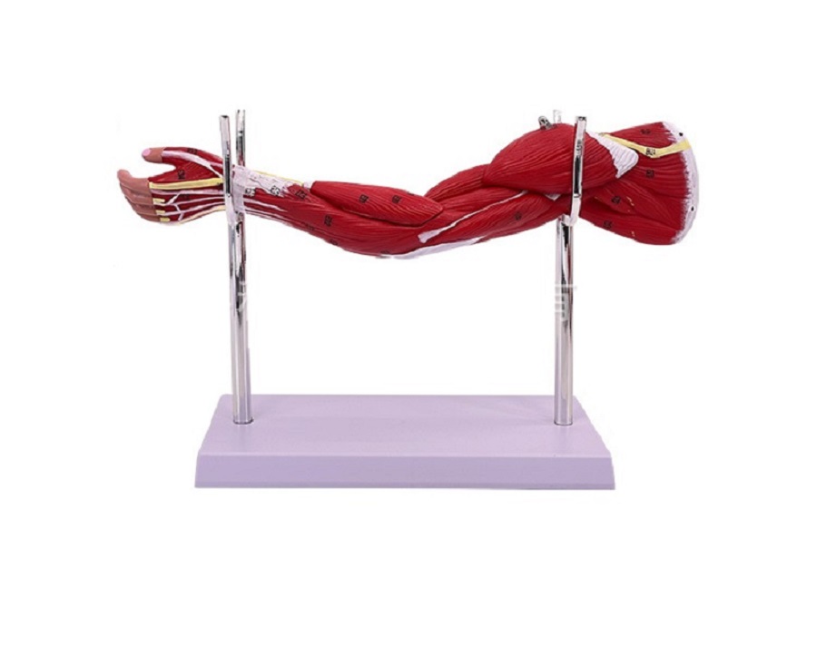 Pomniejszony model ręki- 3D