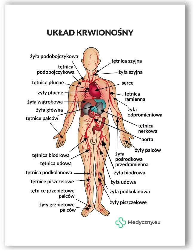 Plansza anatomiczna- Układ krwionośny