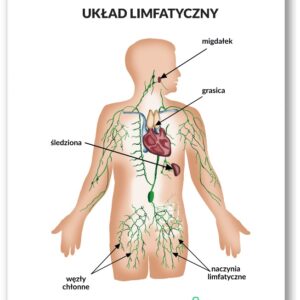 Plansza anatomiczna- Układ limfatyczny