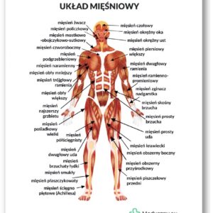 Plansza anatomiczna - Układ mięśniowy