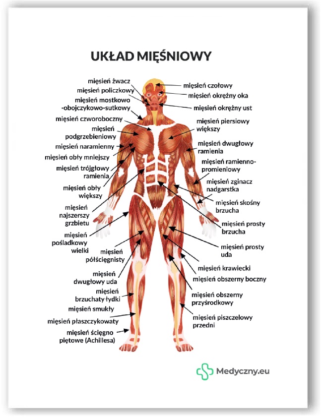Plansza anatomiczna - Układ mięśniowy