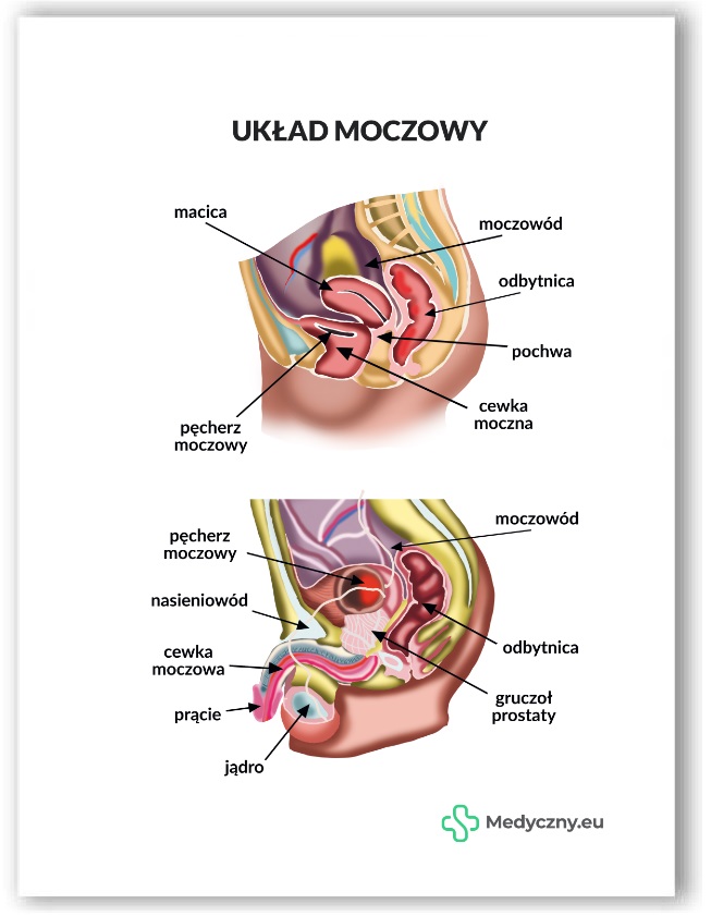 Plansza anatomiczna- Układ moczowy