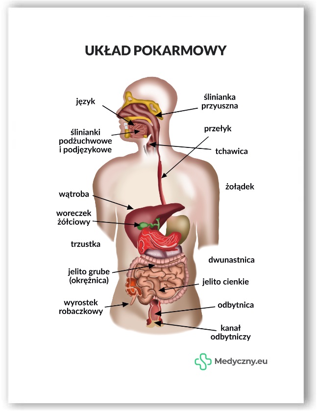 Plansza anatomiczna- Układ pokarmowy