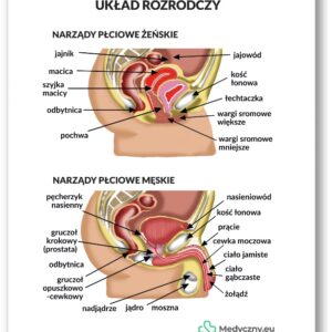 Plansza anatomiczna- Układ rozrodczy