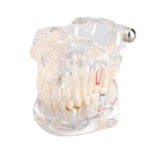 Przezroczysty model szczęki człowieka