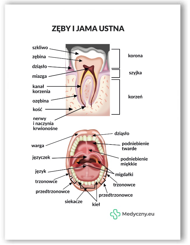 Plansza anatomiczna- Zęby i jama ustna