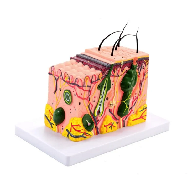 Model przekroju skóry- 3D