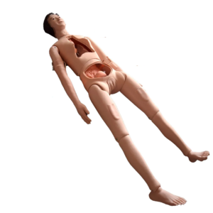 Fantom pielęgnacyjny z narządami wewnętrznymi- obupłciowy