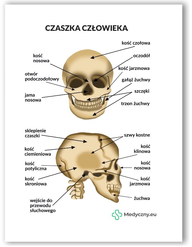 Plansza anatomiczna- Czaszka