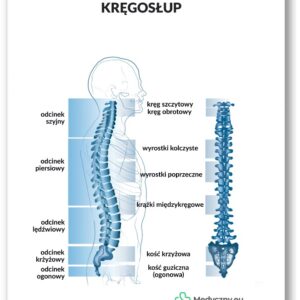 Plansza anatomiczna- Kręgosłup
