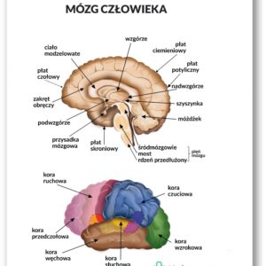 Plansza anatomiczna- Mózg