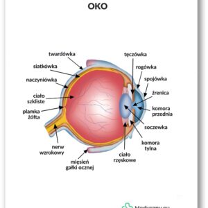 Plansza anatomiczna- Oko