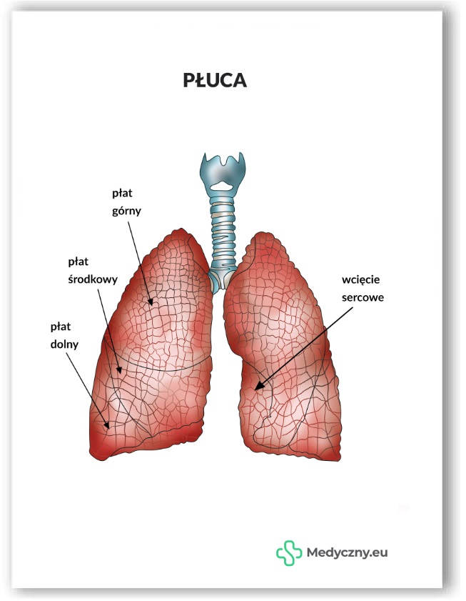 Plansza anatomiczna- Płuca