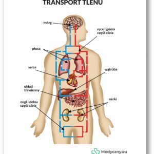 Plansza anatomiczna- Transport tlenu