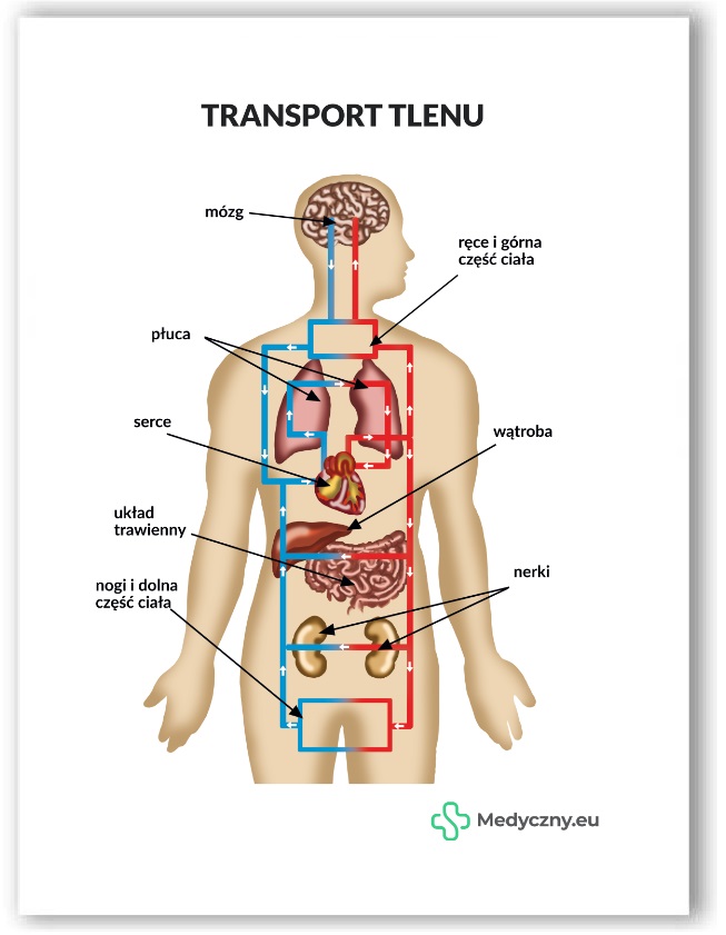 Plansza anatomiczna- Transport tlenu