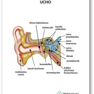 Plansza anatomiczna- Ucho