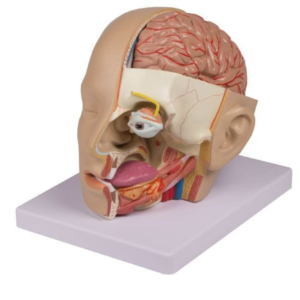 Model przekroju głowy człowieka- 3D