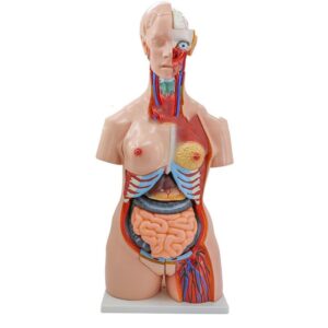 Obupłciowy model ciała 85 cm- 3D