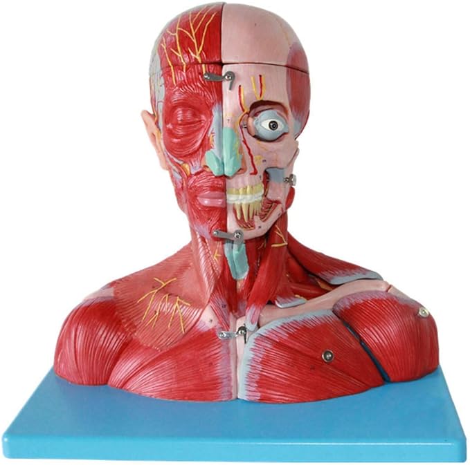 Model mięśniowy głowy i szyi