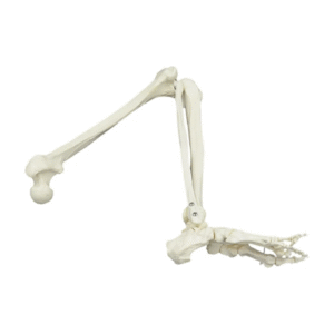 Model kostny kończyny dolnej