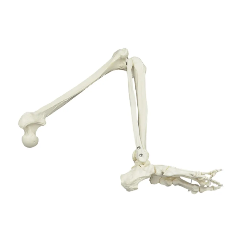 Model kostny kończyny dolnej