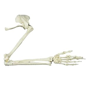 Model kostny kończyny górnej