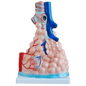 Powiększony model pęcherzyków płucnych z unaczynieniem