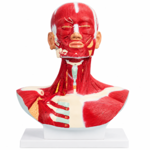 Modèle anatomique de la tête et du cou avec muscles faciaux et cervicaux exposés sur un support blanc pour l'enseignement de l'anatomie.