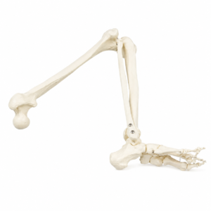 Un modèle anatomique d'un fémur relevé avec le genou plié, montrant le fémur, les os de la jambe inférieure, la cheville et les os du pied sur un fond blanc.