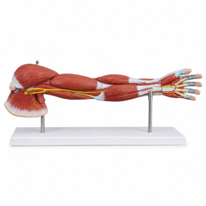 Modèle anatomique d'un bras humain montrant les muscles, les tendons et les nerfs sur un support.