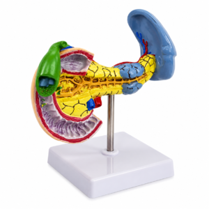 Colored plastic anatomical model of the human ear showing outer, middle, and inner ear on a white stand base.