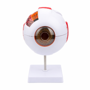 Un modèle anatomique d'un globe oculaire humain monté sur un socle.