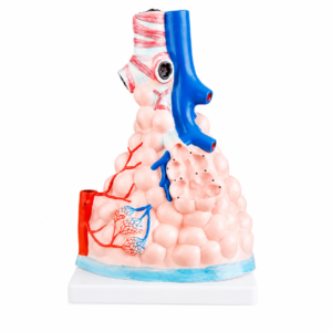 Modèle anatomique 3D de tissu pulmonaire montrant les voies aériennes, les vaisseaux sanguins et les sacs alvéolaires sur une base blanche.