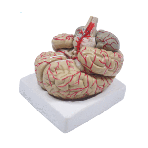 Model mózgu z tętnicami