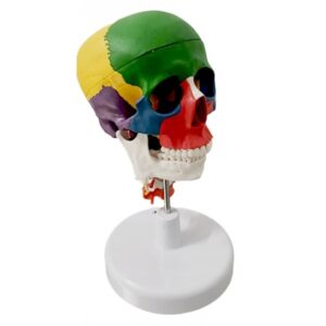 Model czaszki z kręgosłupem szyjnym #4053