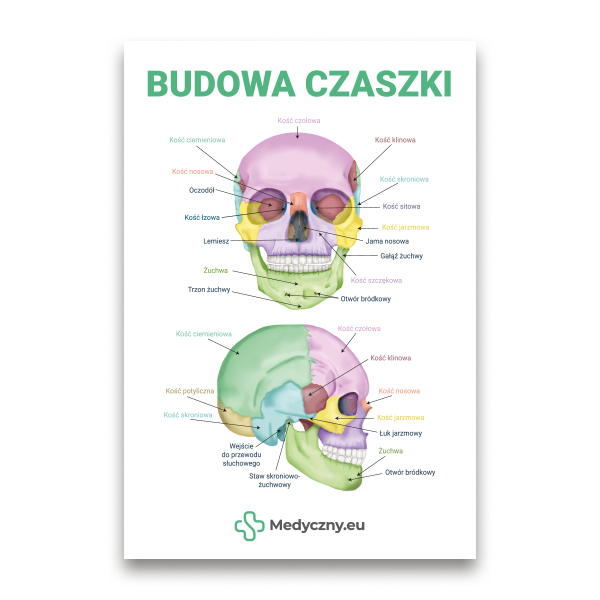 Affiche éducative montrant deux vues d'un schéma de crâne humain coloré et légendé avec des noms d'os en polonais et un logo Medyczny.eu.