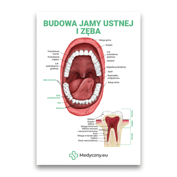 Infographic showing the mouth's interior and a labeled tooth diagram with Polish anatomical terms.